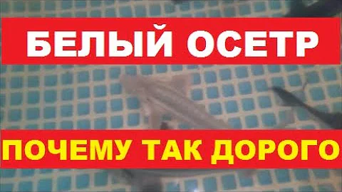 БЕЛЫЙ ОСЕТР ПОЧЕМУ ТАК ДОРОГО