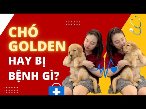 Video Các Bệnh Thường Gặp Của Chó Golden Retriever | AZPET - youtube