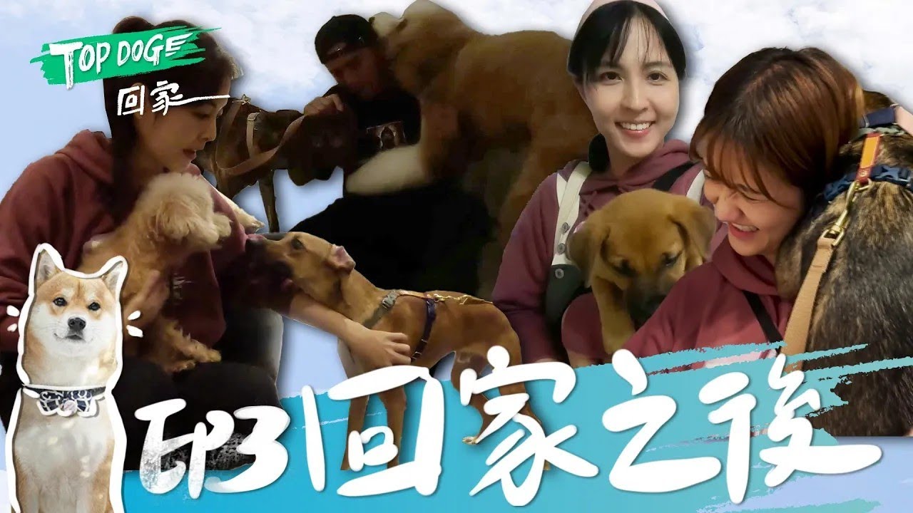 EP3 完整版SUB｜真的要一起回家！羅志祥帶大家去秘密基地 展示對浪浪的愛！帶海膽回家 任容萱進門都有困難！｜TOP DOG回家 縮圖