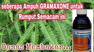 HERBISIDA KONTAK GRAMOXONE BERAPA DOSIS AMPUH DAN AMAN NYA?
