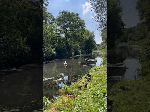 Walk alongside beautiful swan by peaceful canal
