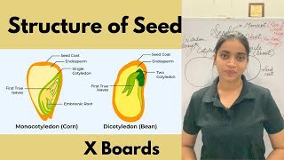 Development of Seed | How do Organisms Reproduce #ncertbiology #class10science #youtubeshorts #aiims