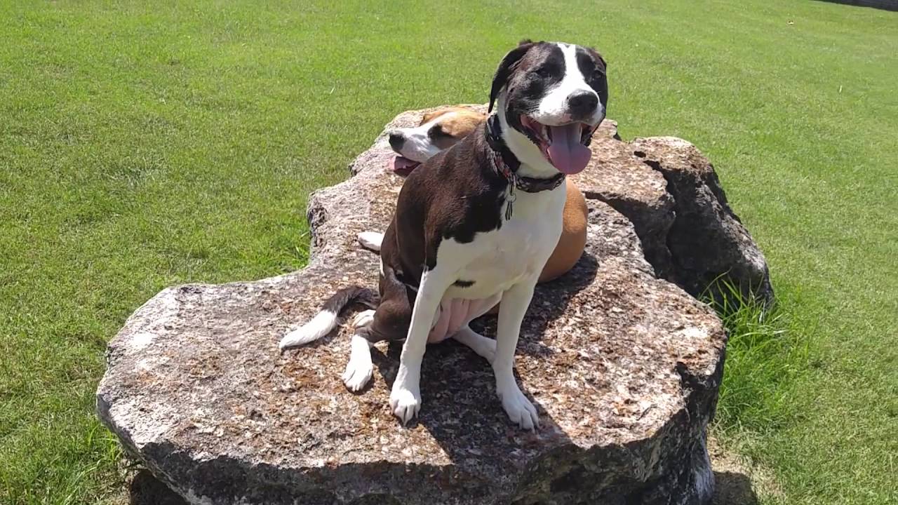 aussie pitbull mix