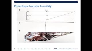 Sim2real gap is non-monotonic with robot complexity for morphology in the loop flapping wing design