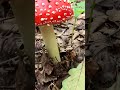 🇺🇦 Цей мухомор просто неймовірний🍄 ух який гарнющий😍 #мухомор #гриб #грибиукраїни #влісі #красалісу