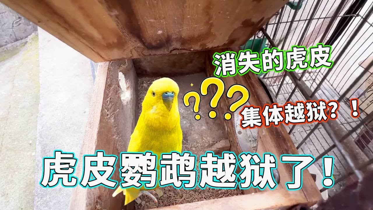 离谱！虎皮鹦鹉竟学会自己开门越狱，这智商我服了！【天下一场梦】
