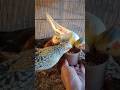 cockatiel singing parrot 🐦😍 #shorts #cockatiel #yellowcockatiel48