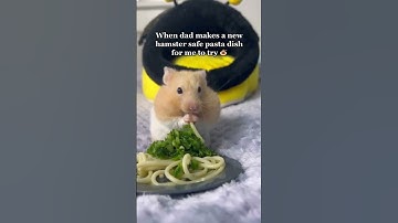 There is nothing in this world that Mr. Marshmallow loves more than pasta 😂 #shorts #pet