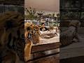 Tiger and a Cheetah