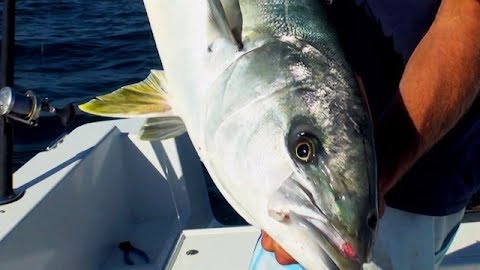 Swimming the Jigs: Coronado Islands, Part 2