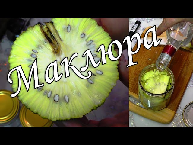 Маклюра и её тайны. Адамово 🍏 яблоко. Лекарственные формы, часть 1. (Maclura pomifera).