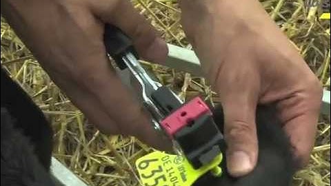 1 Caisley Geno Tag English - Large 4