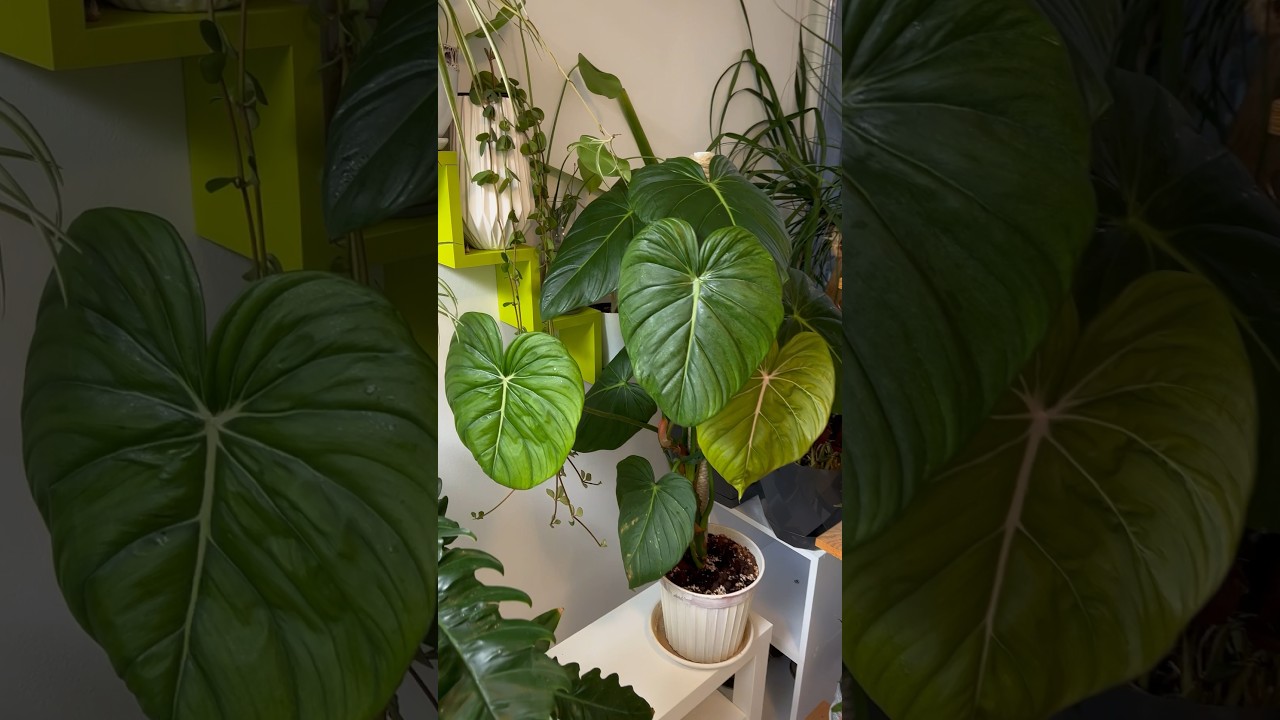 Philodendron Pastazanum Care: The Secret to Bigger Leaves