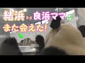 【また会えたね💕】結浜🎀良浜おかあさんと再会✨【親子パンダ】Giant Panda -Yuihin&Rauhin -☆Yuihin and Rauhin met again