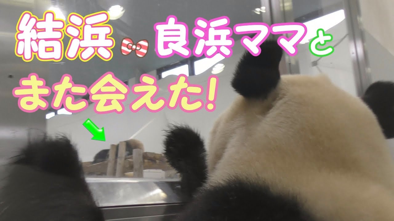 【また会えたね💕】結浜🎀良浜おかあさんと再会✨【親子パンダ】Giant Panda -Yuihin&Rauhin -☆Yuihin and Rauhin met again