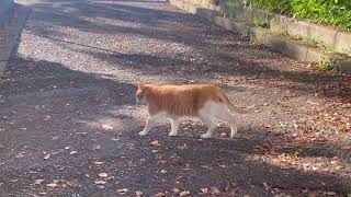 茶シロ猫猫発見…。#地域猫