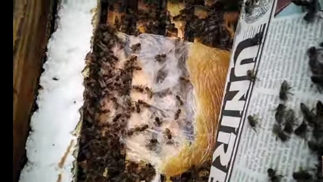 Verific câțiva stupi sa vad dacă au dus mierea din pungi