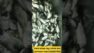 Contact 01645177018 for Monosex Tilapia Fish Renu Pona