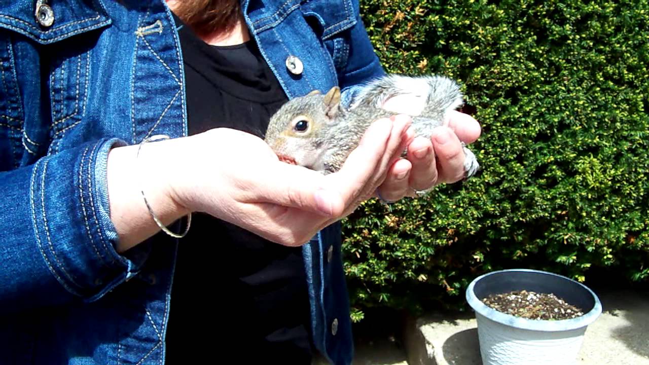 Baby Squirrel Eating Watermelon YouTube