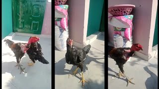 Top quality aseel murga murgi| naked neck,parrot beak, madagscar| The Animal Life