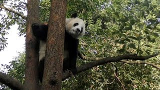 【感激ッ(*´ω)】成都で陽浜に会ってきた【美パンダ】Giant Panda Youhin☆Chengdu Base