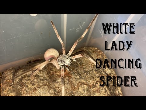 Rehousing This Beautiful Girl / Cerbalus Negebensis