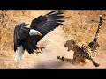 Ловушки Орла! Битвы Хищных Птиц Снятые на Камеру