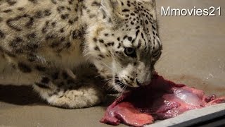 Snow Leopard feeding　ユキヒョウたちの給餌