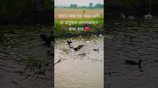 মানুষ শরব প্রথম কথার প্রেমে পড়ে ❤️@AirinSheikh-m2p #motivational #shortvideo