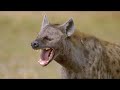 Wild life  spotted hyenas documentary 2020 full 1080p