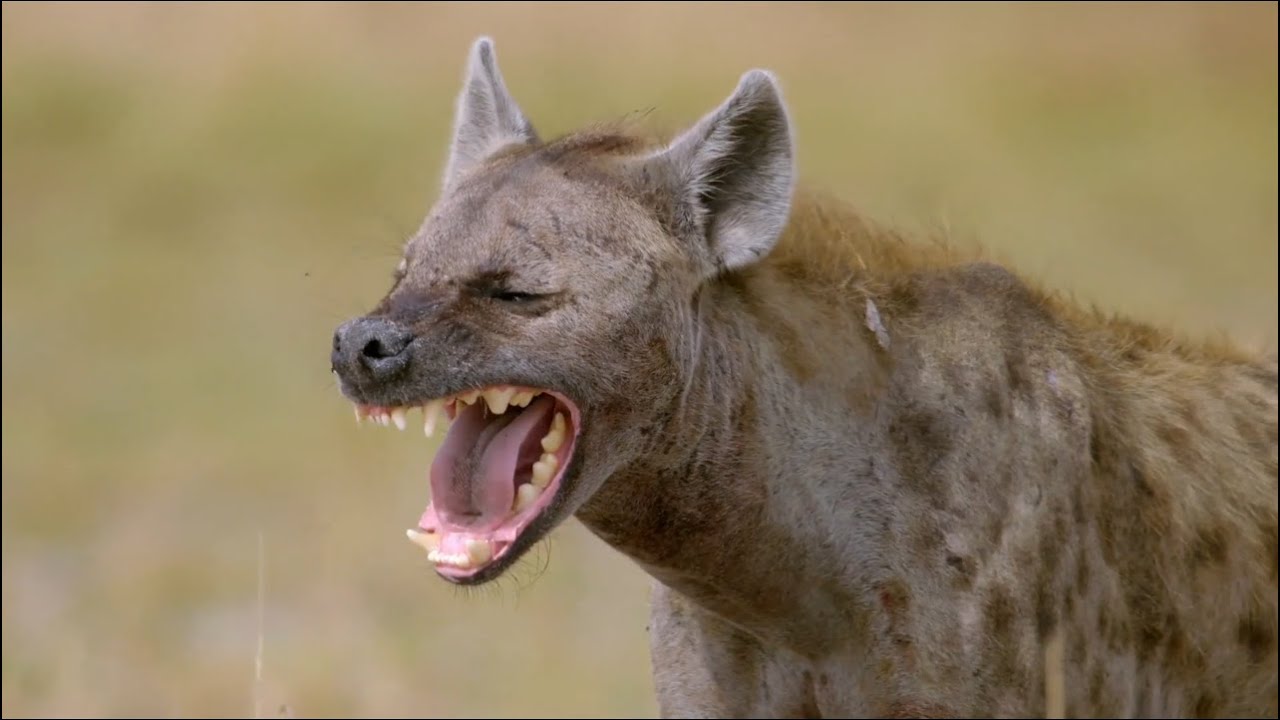 Close Hyena Encounter