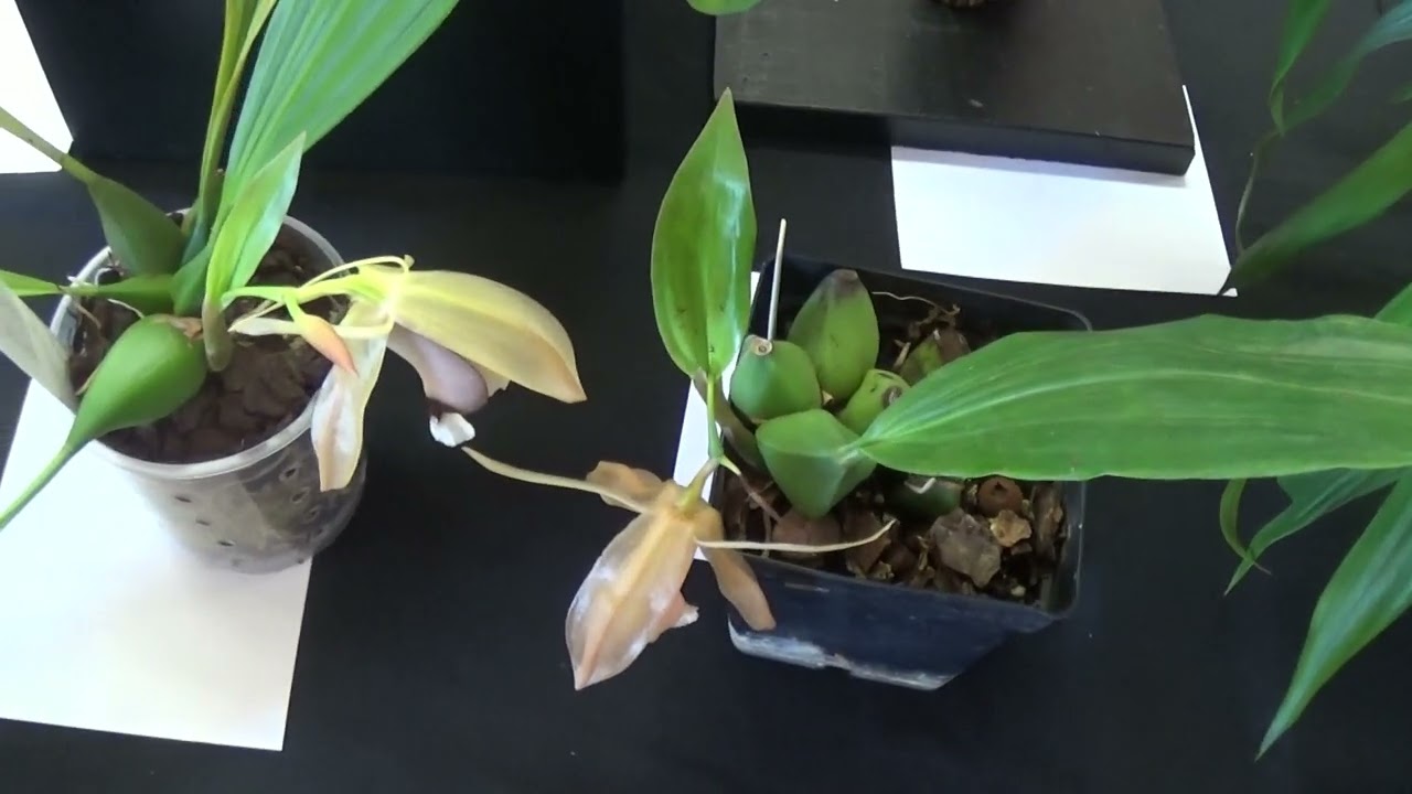 Фотография с нашего февральского шоу.