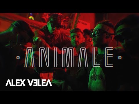 Alex Velea - Animale