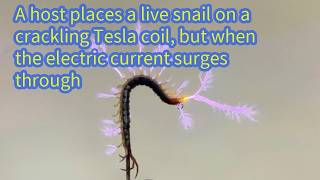 A host places a live snail on a crackling Tesla coil, but when the electric current surges through Tesla Coil Bug Zapper