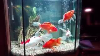 Комета золотая аквариумная рыбка Комета золотая аквариумная рыбка