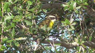 Social Flycatcher (Vermilion-crowned) preening and singing (dawn song). Brownsville, Texas