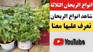 تعرف على أنواع الريحان الثلاثة الريحان الشامي الحبق الريحان المكبس