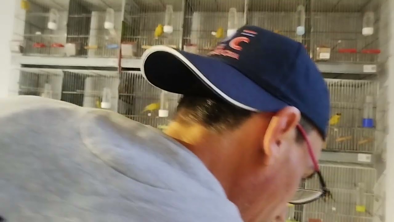 Ratito en el aviario 113(los ratoncitos empiezan hacer de las suyas)