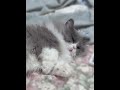 【衝撃の可愛すぎる寝顔動画🛌💫】#ねこ 猫 #猫のいる暮らし #cat #catshorts #ミヌエット #猫動画 #ちゃんねるる