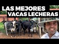 Beneficios De La Raza Girolando - Vacas Lecheras