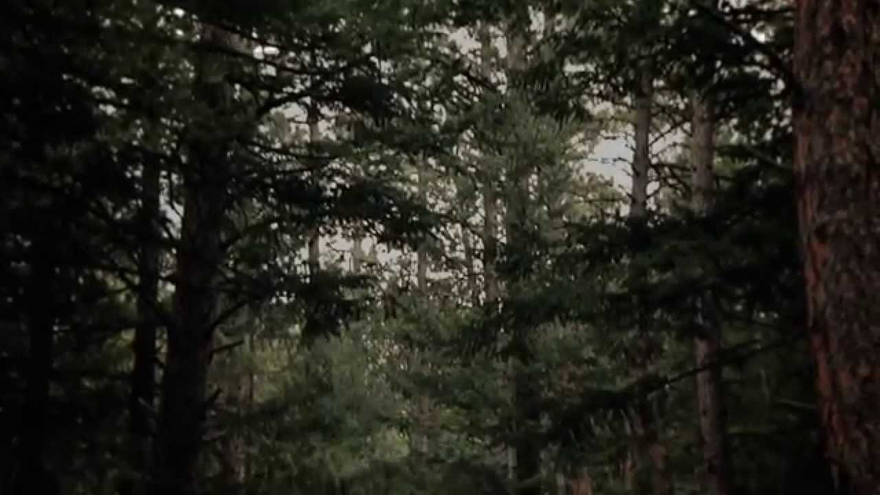 The Ghosts of Johnson Woods trailer