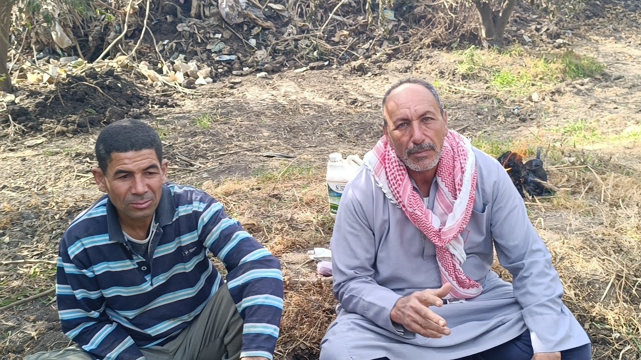 معلومات مهمه جدا عن الاهتمام بجناين البرتقال مع الحاج محمد عبدالجيد والحاج يحيي