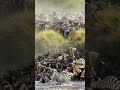 Masai Mara National Reserve Kenya Safari 🐘 Where Wildlife Thrives #shorts