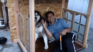 Dad Built A House For His Dog | Alaskan Malamute | German Shepherd