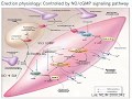 Urology grand rounds contemporary diagnosis and management of priapism