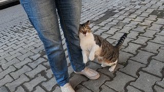 Coco cat excitedly asking to get petted