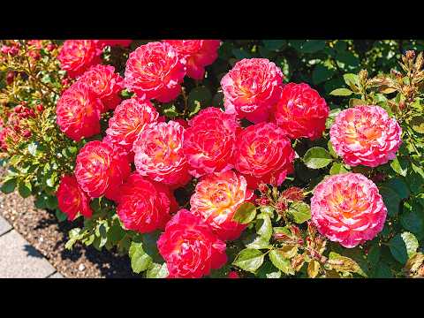 beutiful garden