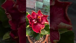 Id : AR Molten Magma from our garden