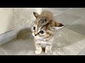 قطة ضالة صغيرة سريعة الغضب تتحول بفضل حب امرأة تغيير مذهل في النهاية 