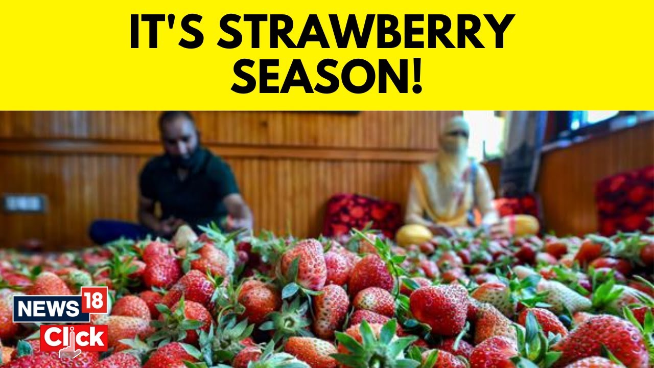 Strawberry Season Kicks Off In Kashmir Strawberry Harvesting In